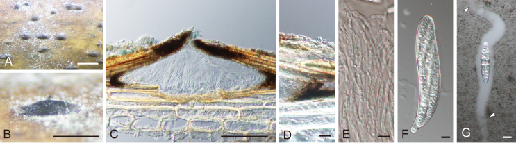 Fig. 24