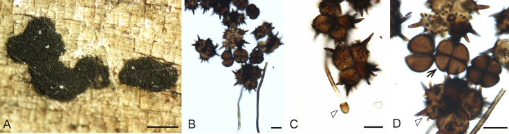 Fig. 11