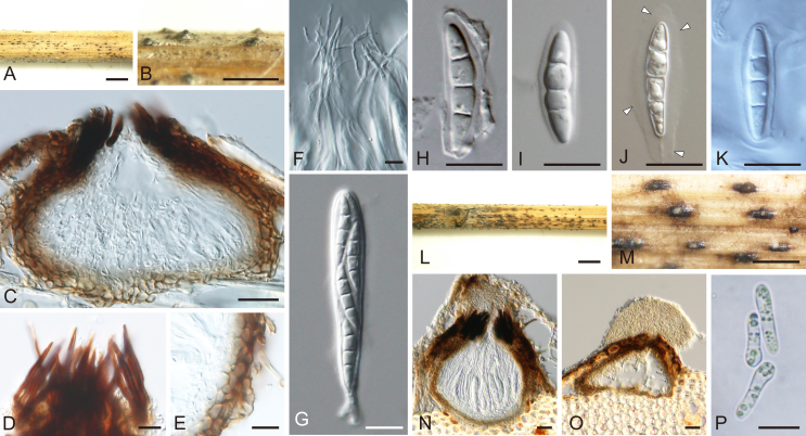 Fig. 13