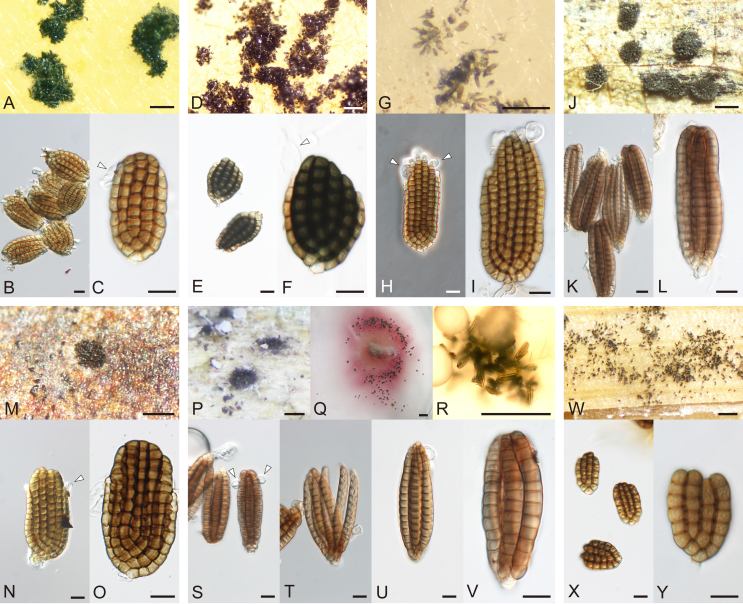 Fig. 2