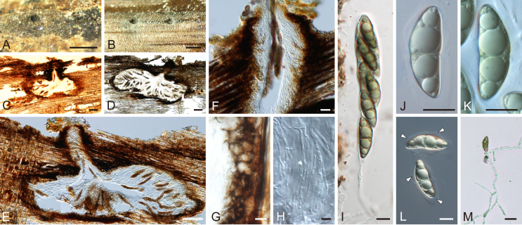 Fig. 36