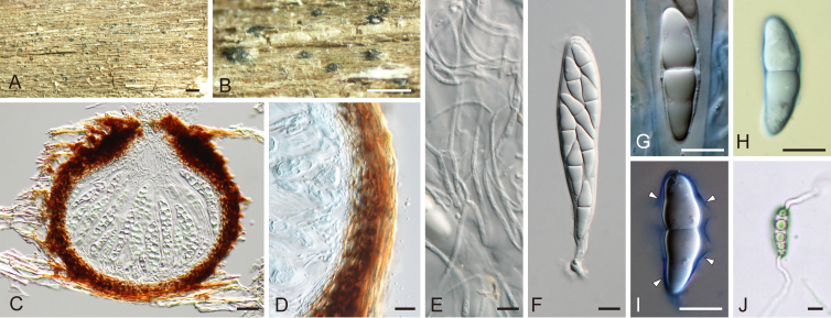 Fig. 20