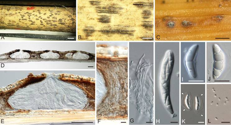Fig. 3