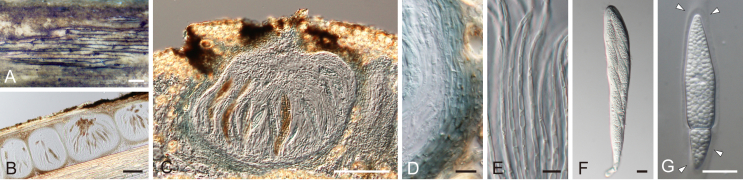 Fig. 12