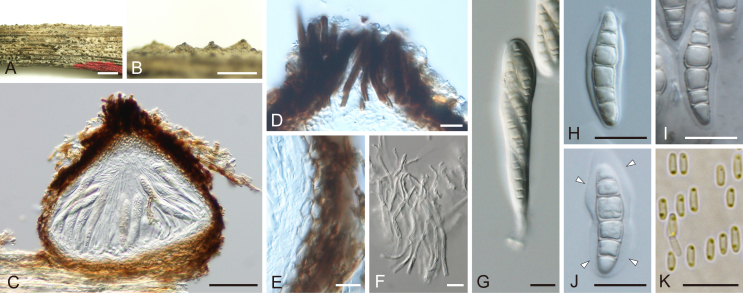 Fig. 17