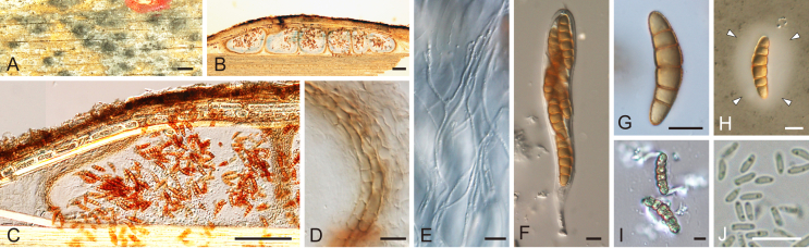 Fig. 8