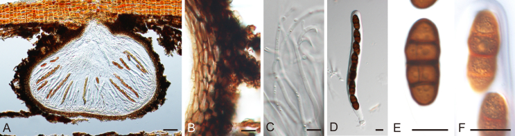Fig. 6