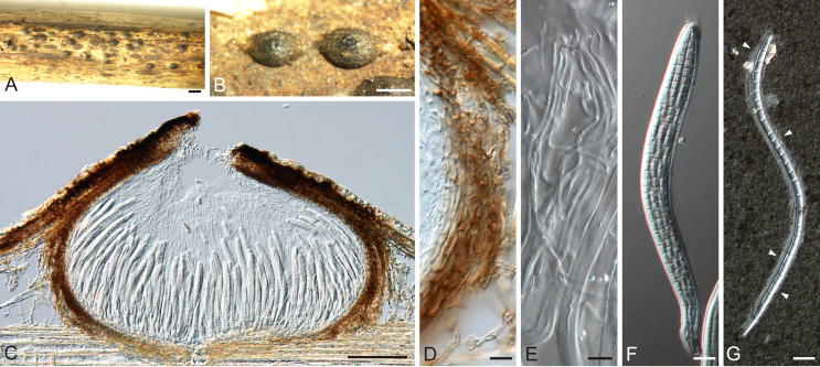 Fig. 21