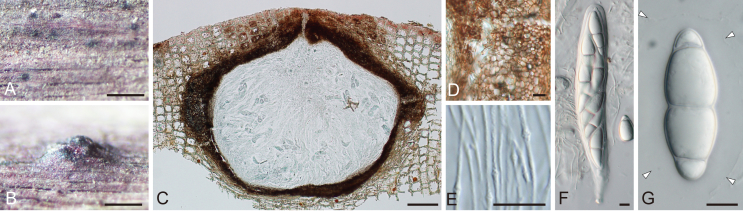 Fig. 39