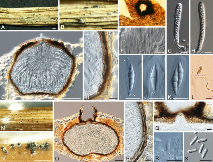 Fig. 4