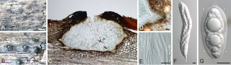 Fig. 38