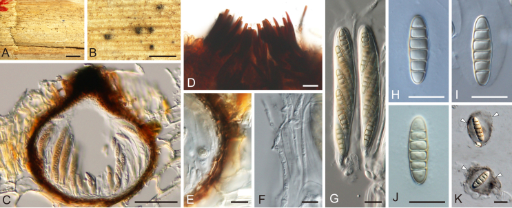 Fig. 18