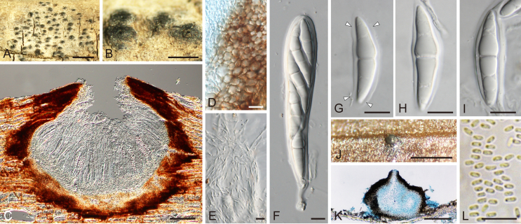Fig. 31