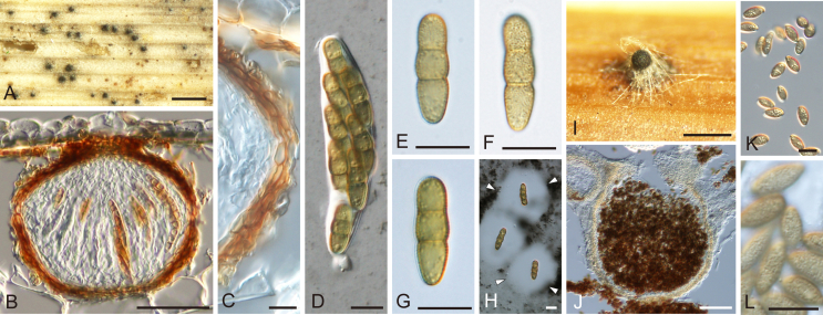 Fig. 9
