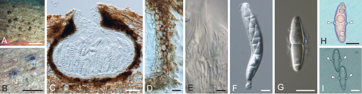 Fig. 19