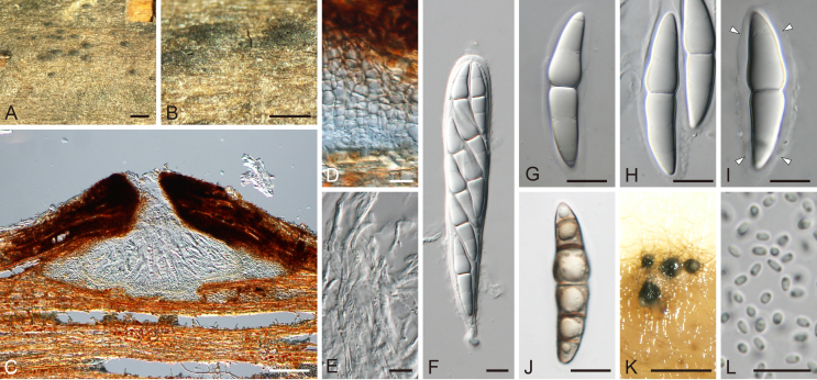 Fig. 34