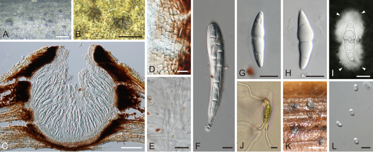 Fig. 32
