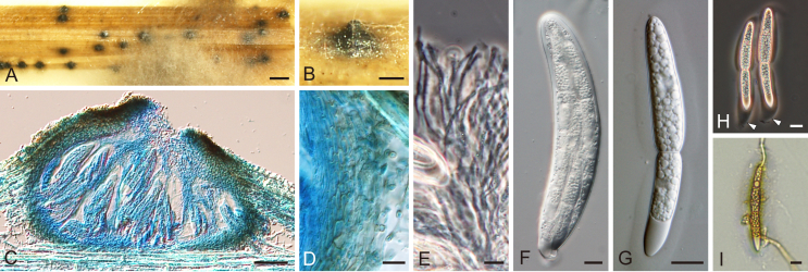 Fig. 23