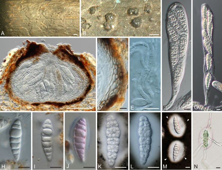 Fig. 40