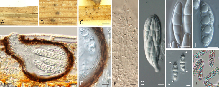 Fig. 29