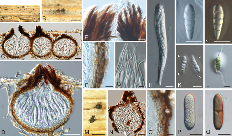 Fig. 16