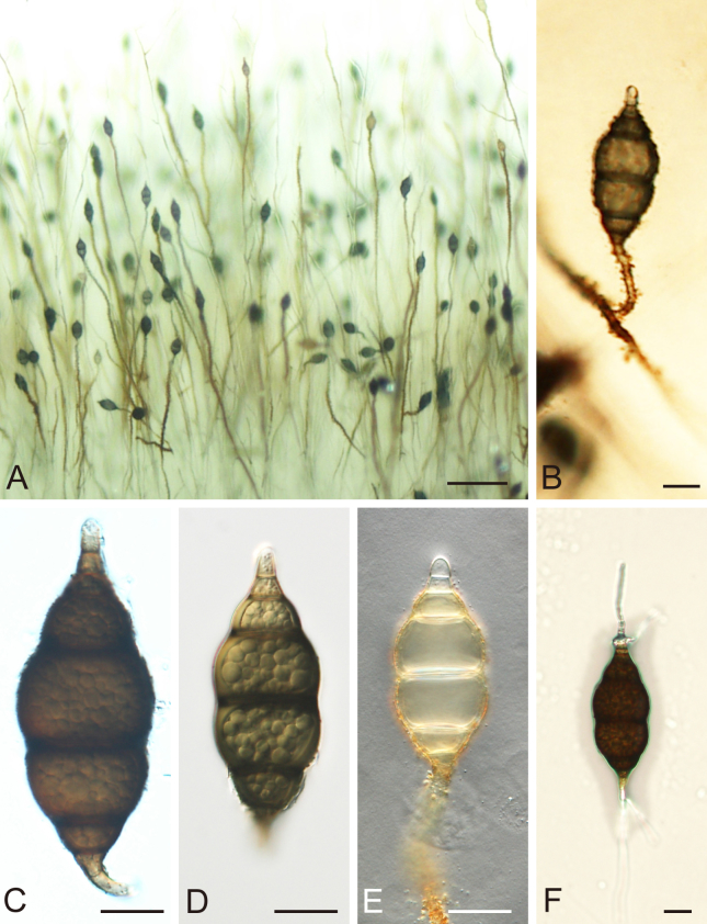 Fig. 49