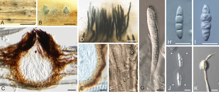 Fig. 14