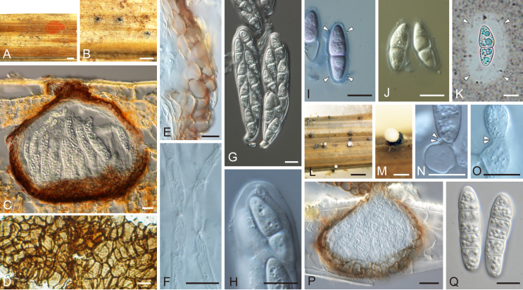 Fig. 27