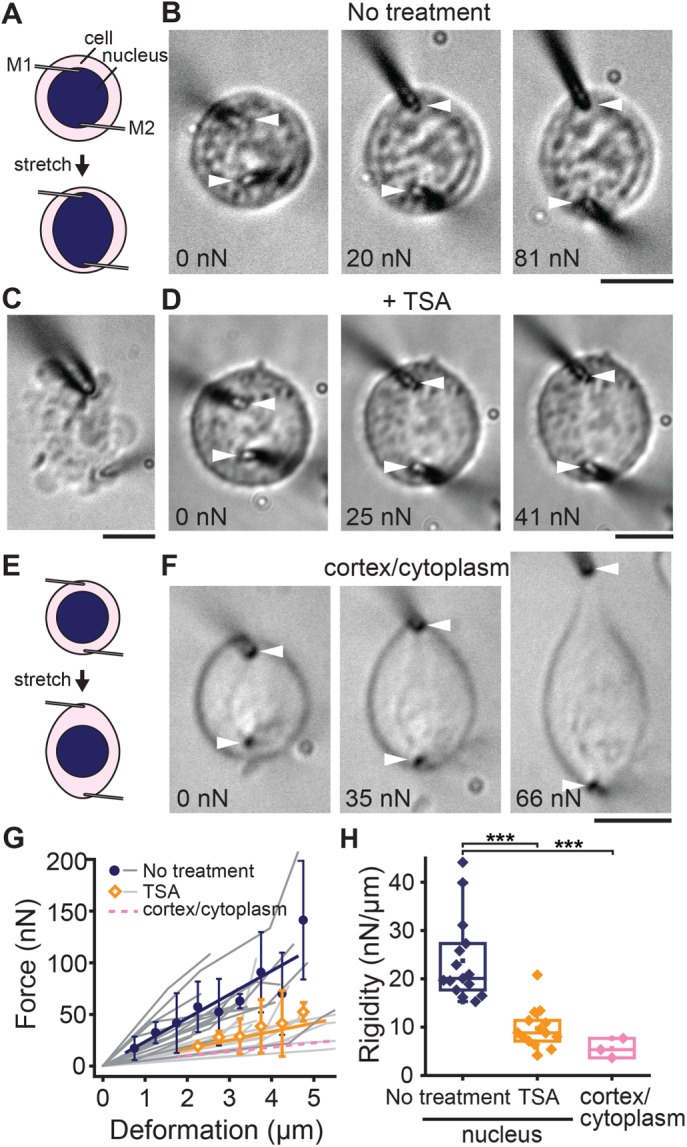 FIGURE 4: