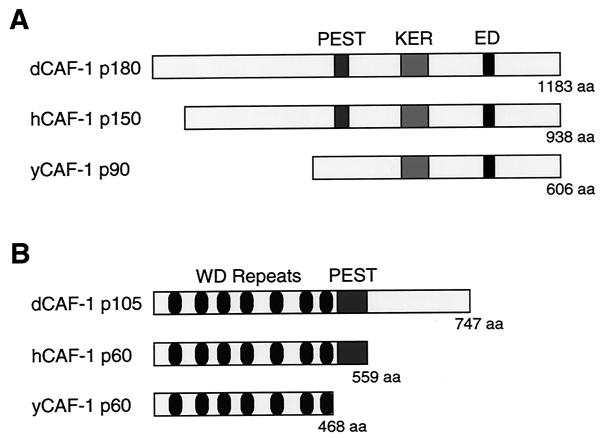 FIG. 1