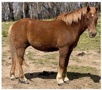 graphic file with name animals-12-03385-i006.jpg