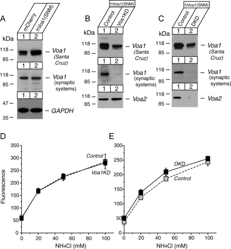 FIGURE 9: