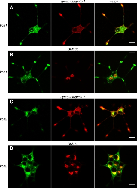 FIGURE 2: