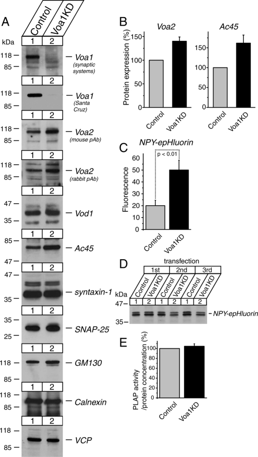 FIGURE 5: