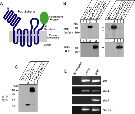 FIGURE 1: