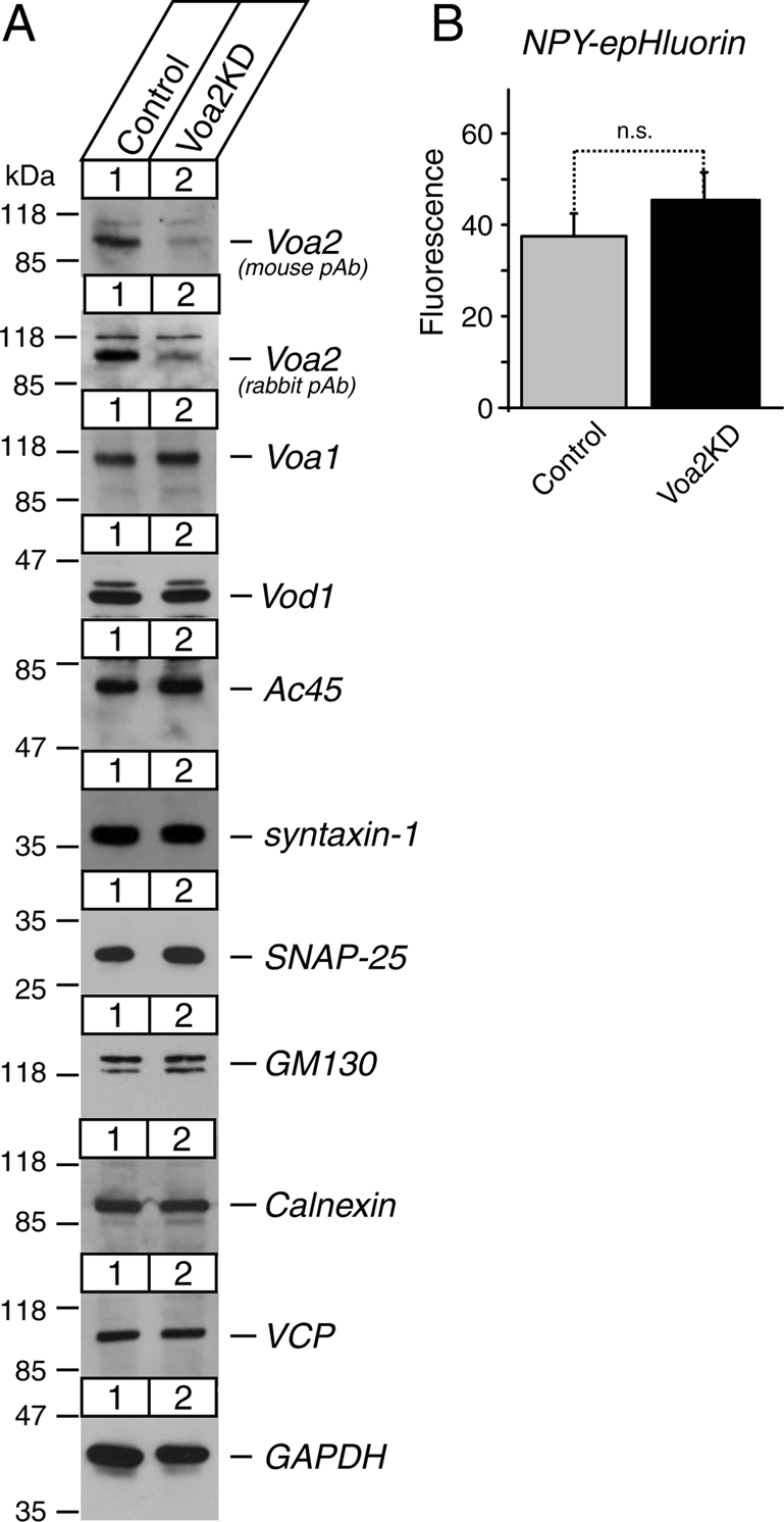 FIGURE 6: