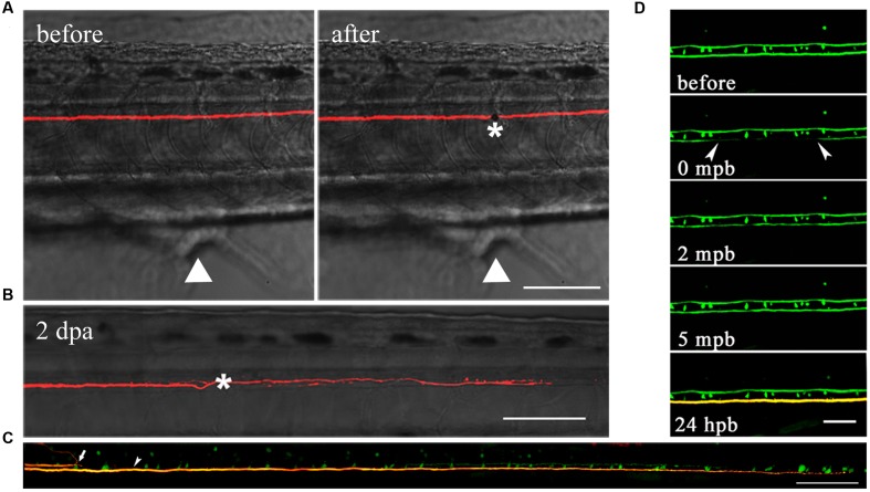 FIGURE 3