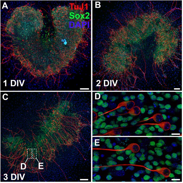 Figure 3