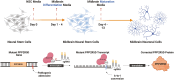 Graphical Abstract