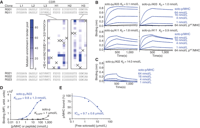 Figure 2. Development and binding properties of the R023 antibody. A, CDR sequences of R023 and its precursors and related clones. The middle images show the results of DMS of clone R011. The numbers indicate the total numbers of sequencing reads for each mutation, divided by the total number of reads for all mutations at the position, multiplied by 1000. The crosses show the wild-type residue. B, BLI sensorgrams of the interaction between R023 Fab and the indicated MHC complexes. Biotinylated R023 Fab was immobilized, and binding of soluble p/MHC samples was measured. KD values from global fitting are shown. C, BLI sensorgrams of the interaction between R023 Fab and the soto-p5/A02 complex. D, Binding titration of scFv R023 displayed on the yeast cell surface to soto-p7/03 (blue) and the soto-p7 conjugate in the absence of an MHC (open squares). E, Inhibition by free sotorasib of the interaction between soto-p7/A03 (10 nmol/L) and scFv R023 displayed on the yeast cell surface. The binding signal intensity was normalized using the value without sotorasib (100%) and in the absence of soto-p7/A03 (0%). IC50 values are reported ± standard error. In B and C, each data point shows the mean (n = 3; technical replicates) of the median fluorescence intensity. Error bars represent the standard deviation.