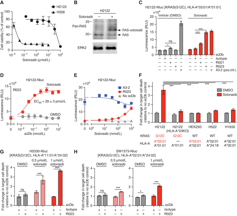 Figure 4. Cytotoxic effect of R023 scDb on sotorasib-treated tumor cells. A, Dose–response curves of the viability of H358 and H2122 cells following exposure to sotorasib for 72 hours. B, Analysis of sotorasib conjugation to KRAS(G12C) in H2122 cells by Western blot. H2122 cells were incubated with 100 nmol/L sotorasib for 24 hours. The arrow indicates KRAS(G12C) conjugated to sotorasib. Note that the anti–pan-RAS antibody detects KRAS, HRAS, and NRAS, so a complete shift of the original band is not expected. C, Cytotoxic effects of the indicated scDbs on H2122-Nluc cells treated with 1 μmol/L sotorasib. The scDb concentration was 10 nmol/L except for the A3-2 scDb (1 nmol/L). D, Cell killing titration curve of the R023 scDb on H2122-Nluc cells treated with 1 μmol/L sotorasib. E, Dependence of cell killing on sotorasib concentration with the indicated scDbs at 1 nmol/L. F, HLA dependence of cell killing by R023 scDb. The normalized luminescence intensity (see Supplementary Fig. S5A for the procedure) is shown for cell lines treated with 0.3 μmol/L sotorasib and cocultured with T cells in the presence of 1 nmol/L scDbs and 0.3 μmol/L sotorasib. KRAS mutation state and HLA alleles for the cell lines are shown. G–H, Cytotoxic effects of the R023 scDb (1 nmol/L) on H2030-Nluc (G) and SW1573-Nluc (H) cells treated with sotorasib. Data shown are from technical quadruplicate measurements, representative of ≥2 equivalent measurements. Data represent mean ± SD; one-way ANOVA with Tukey multiple comparison test; *, P < 0.05; **, P < 0.01; ***, P < 0.001. See Supplementary Fig. S5 for raw data for F–H.