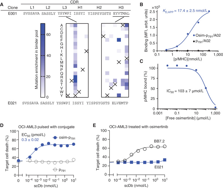 Figure 5. Binding and cell killing analyses of HapImmune antibody E021 against osimertinib–EGFR peptide conjugate in complex with HLA-A*02. A, CDR sequences of clones E001 and E021. Middle, the enrichment profiles of amino acid substitutions deduced from DMS of CDR-L3 and -H3 positions. Data are presented as in Fig. 2A. B, Binding analysis of E021 using yeast display. C, Effect of free osimertinib on binding of E021 to osim-p791/A02. Binding signals were normalized to that in the absence of osimertinib. The IC50 value is the mean ± SD (n = 3, technical replicates). D, Cytotoxic effect of the E021 scDb on OCI-AML3 cells pulsed with osim-P791 or P791. Note that the E021 scDb showed potent cytotoxic effect on cells pulsed with the osimertinib–EGFR conjugate but not with the control peptide. E, Cytotoxic effects of E021 scDb on osimertinib-treated OCI-AML3 cells, negative control cells that do not possess activating EGFR mutants. Data are from triplicate measurements, and calculated EC50 values are shown (mean ± SD; n = 3, technical replicates). BB7.2 is a positive control that binds to HLA-A2 irrespective of the bound peptide. Data shown are representative of ≥2 equivalent measurements.