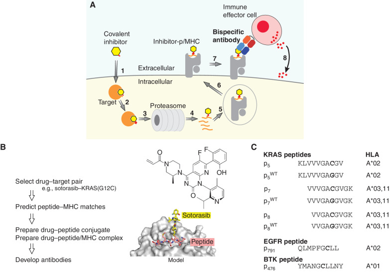 Figure 1. The HapImmune concept. A, A covalent inhibitor enters the cell (step 1) and binds and forms a covalent bond with its target (step 2). As a part of natural protein turnover, the target–drug conjugate is degraded, and peptides with the conjugated drug are produced (steps 3 and 4). A drug–peptide conjugate is incorporated into a compatible MHC molecule (step 5). The drug–peptide/MHC complex translocates to the cell surface (step 6). A HapImmune antibody binds the complex (step 7) and recruits an immune effector cell, which initiates cell killing (step 8). Alternatively, the HapImmune antibody can serve as the recognition element for antibody conjugates or cellular therapies. B, Overview of antibody development strategy. The molecular model was based on Protein Data Bank ID 3RL1 (67). C, Peptides used in this study and their predicted HLA matches.