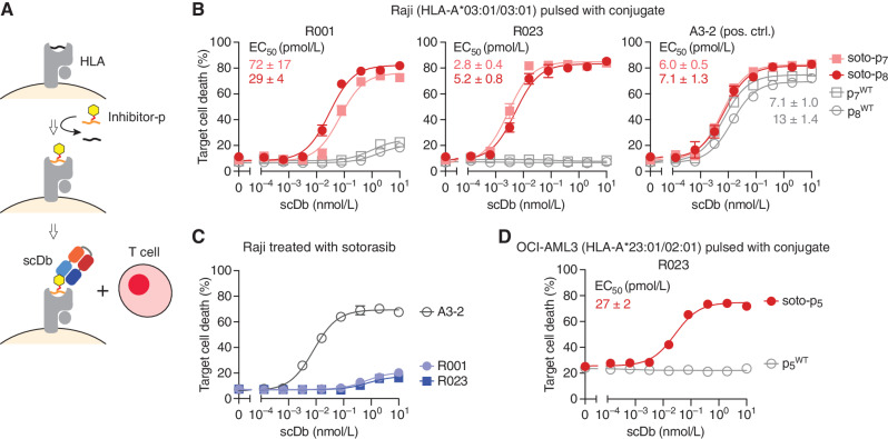 Figure 3. Cytotoxic effects of R023 scDb on cells pulsed with a sotorasib–KRAS(G12C) conjugate. A, Schematic representation of the assay. Cells are pulsed with a conjugate or a negative control peptide, and then cocultured with T cells in the presence of scDb. B, Cytotoxic effects of scDbs on Raji cells pulsed with soto-p7, soto-p8, p7WT, or p8WT. C, Cytotoxic effects of the R001 and R023 scDbs on sotorasib-treated Raji cells, which do not possess KRAS(G12C). D, Cytotoxic effects of R023 on OCI-AML3 cells pulsed with soto-p5 and p5WT. Data are from triplicate measurements, and calculated EC50 values are shown. A3-2 is a positive-control antibody that binds to HLA-A3 irrespective of the bound peptide. Data shown are representative of ≥2 equivalent measurements.