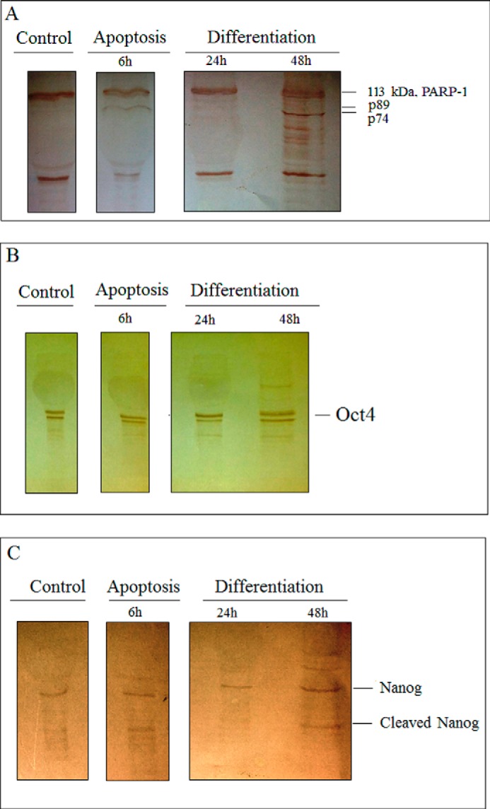 FIGURE 7.