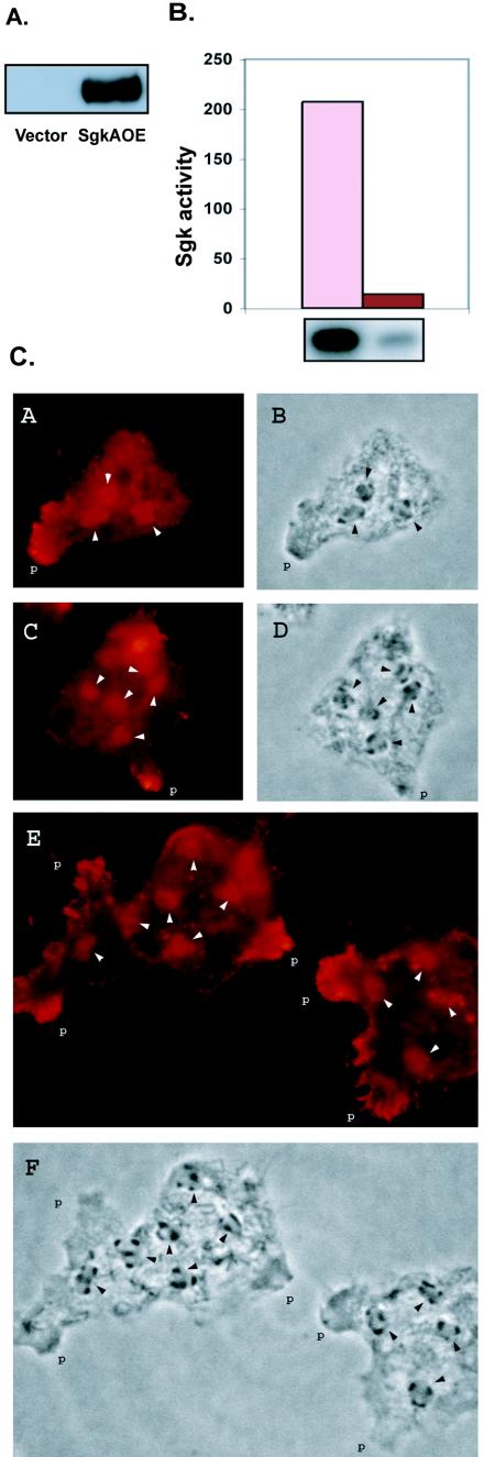 FIG.4.