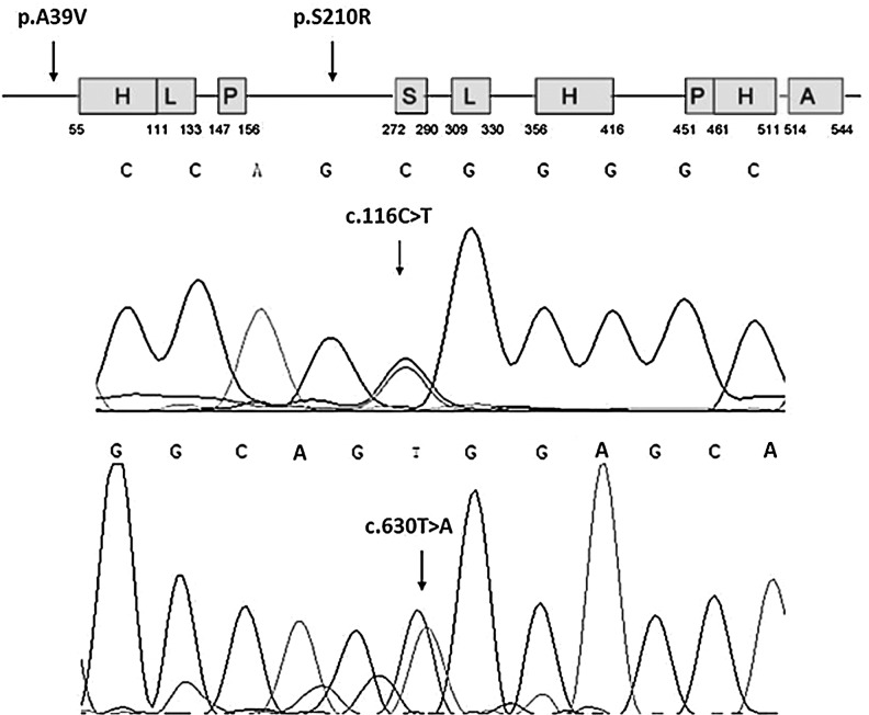 FIG. 1.