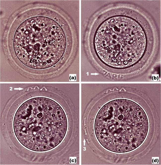 Fig. 5