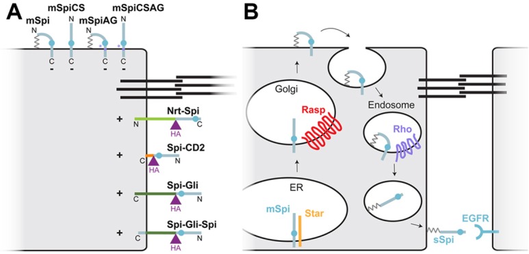 Fig. 7.