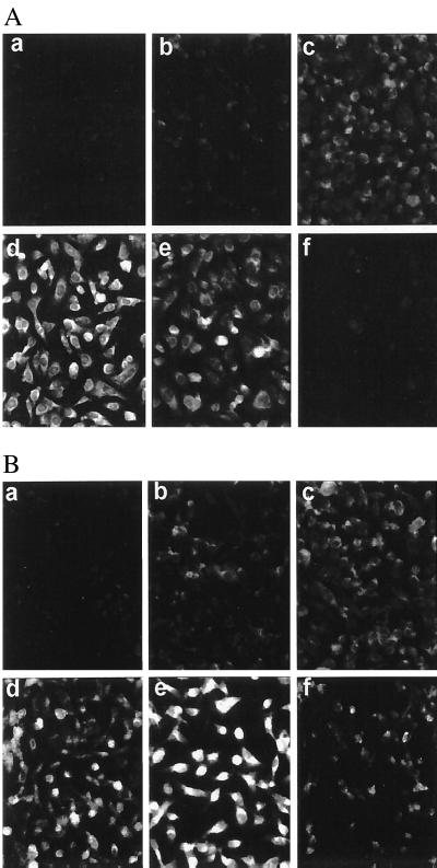 FIG. 7